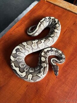 Python regius