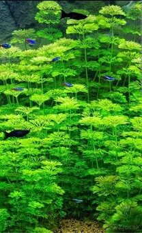 Akvarijne rastliny mix 7 druhov +7krevetiek