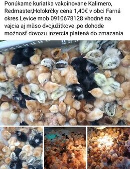 Ponúkame kuriatka 4dnoe