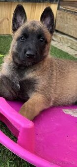 Belgický ovčiak - Malinois
