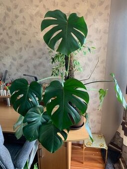Monstera deliciosa