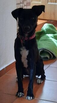 Darujeme fenku.