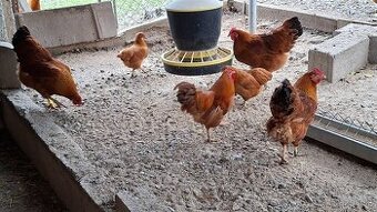 zdr. Oravky kohúty žltohnedé