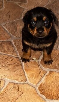 🖤 Rotvajler- Štěňátka Bez PP 🖤