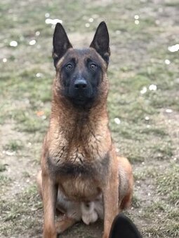 Belgicky ovciak malinois s pp
