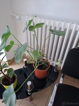 izbová rastlina Monstera deliciosa