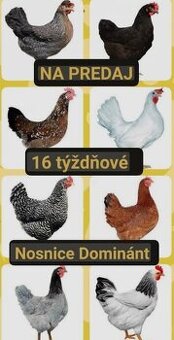 Nosnice.mladky. hydina