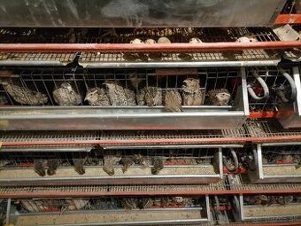 Prepelice, prepelicie vajicka