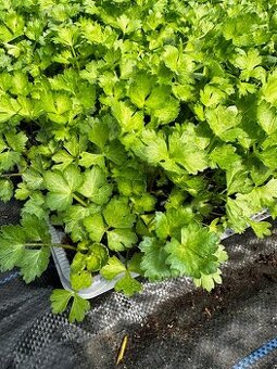 Priesady, planty