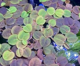 Plavajuca rastlinka - Phyllanthus fluitans - 1