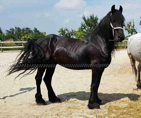 Frízsky kôň - 1