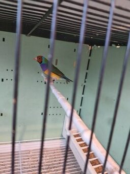 Amadina gouldove