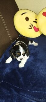 Cavalier