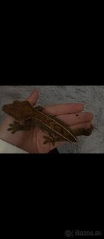 Correlophus ciliatus