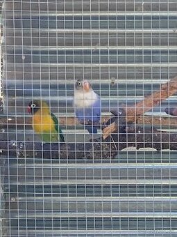 Agapornis fisher