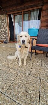 Zlaty retriever