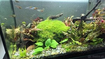 Predam akvarium
