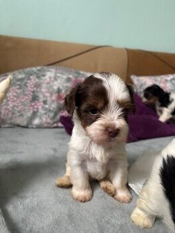 Biewer yorkshire terier