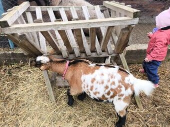 Koza hnedá a koza kamerúnska