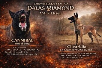 Belgický ovčiak Malinois s PP