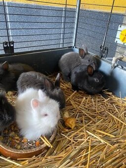 Trpaslíčie králiky