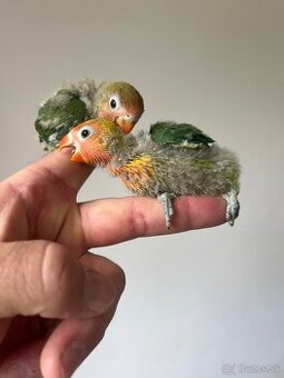 AGAPORNIS FISHER Maznačik-krotký