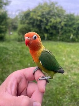 Agapornis fisher