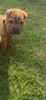 Sharpei