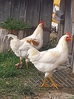 Leghorn