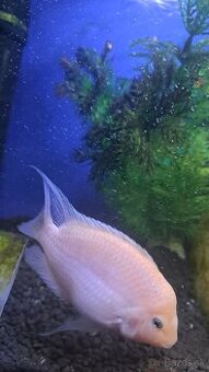 Cichlidy albino biela - 1