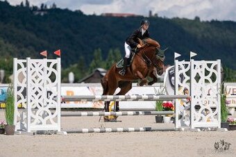 Charakterní klisna Welsh Cob - 1