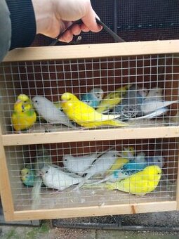 Zebričky, Neofémy, andulky