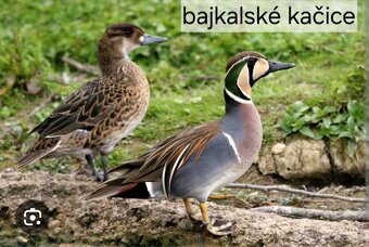 OKRASNÉ VODNÉ VTÁCTVO aktuálne ku dňu 17.11.2025