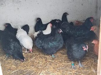 Predám kohúty australopky čierna a červené mix