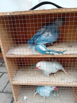 Predám Alexander malý