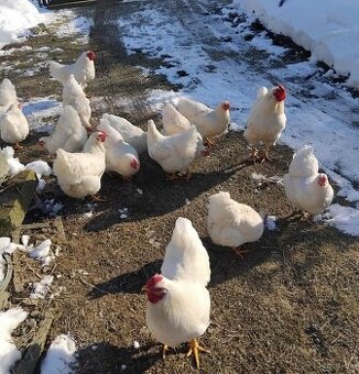 Kuriatka Oravka biela