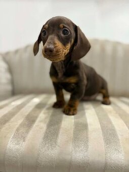 Jazvečík trpasličí čoko