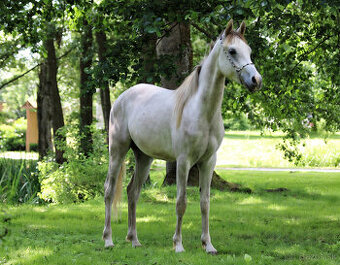 Nabízím arabského valacha SAFI EN VOGUE