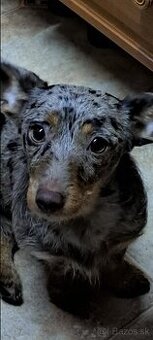 Kríženec jazvečíka fenka menom Lusy. Darujem...