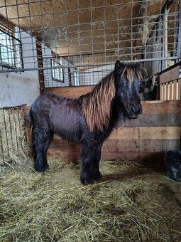 Mini poník - žrebec
