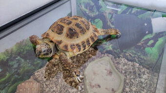 Korytnacka testudo Horsfieldi