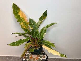 Philodendron ‘Ring of Fire’