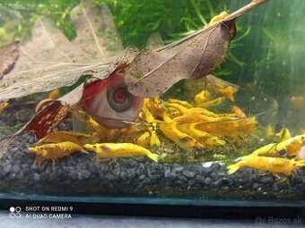 Krevetky neocaridina golden yellow fire - 1