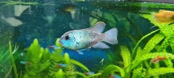 Akara electric blue
