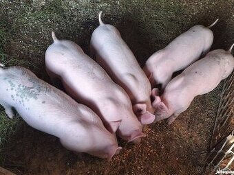 Predám krásne odstavcata