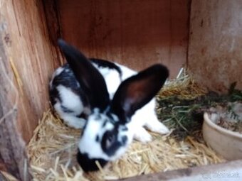 Predám 6-7 mesačné králiky