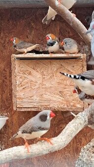 Predám zebricky a pestunky