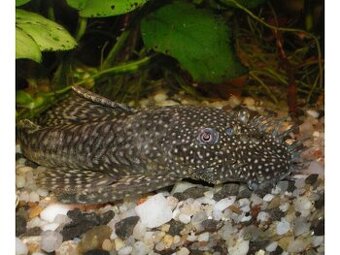 Prísavník obyčajný Ancistrus DARUJEM