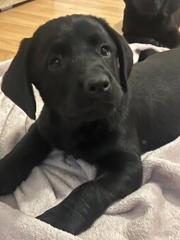 Šteniatka tatranskeho duriča