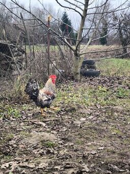 Kohúty Cream Legbar